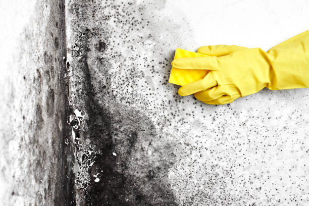 Mold Testing and Removal in Minooka, IL