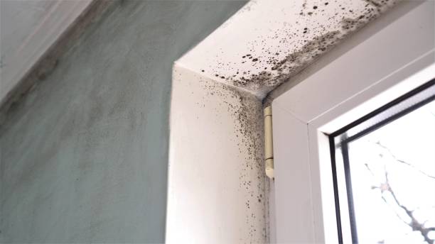 Best Attic Mold Removal  in Minooka, IL