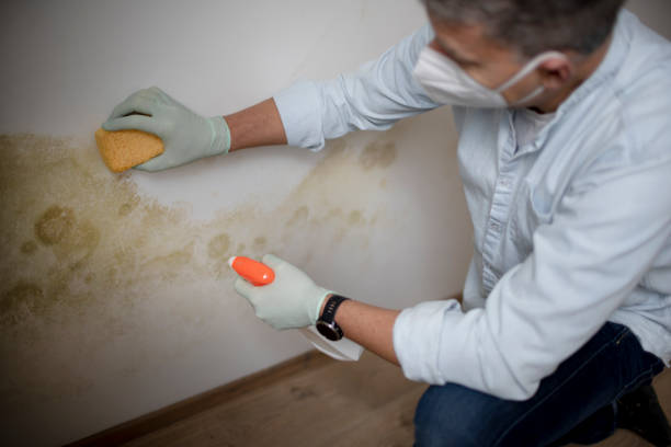 Best Local Mold Removal Service  in Minooka, IL