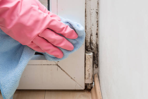 Best Certified Mold Removal  in Minooka, IL