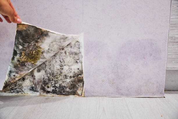 Water Damage Restoration in Minooka, IL